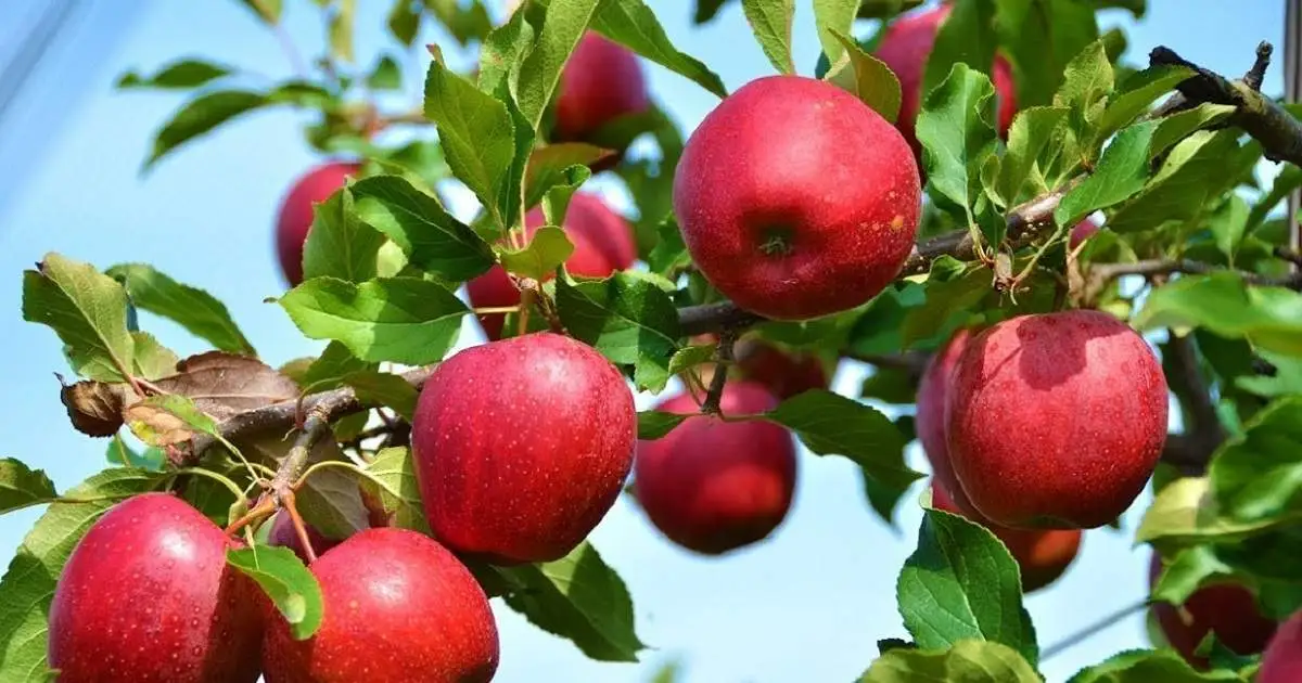 Kashmiri Apple