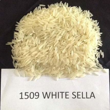 1509 Sela